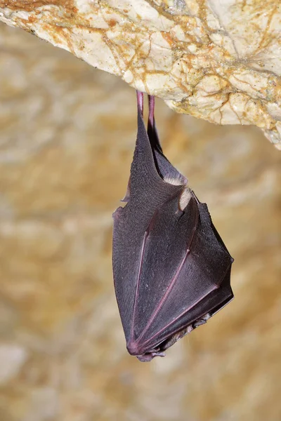 Mayor murciélago herradura (Rhinolophus ferrumequinum ) —  Fotos de Stock