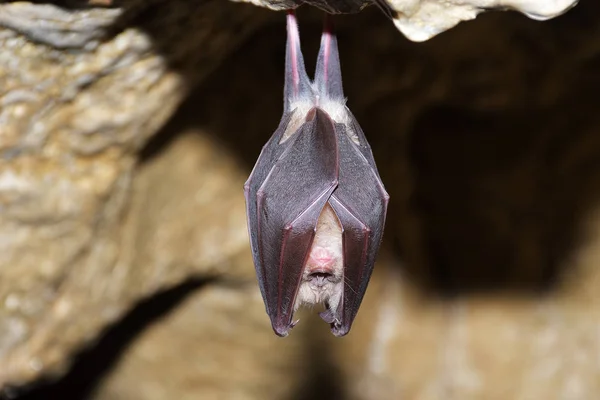 Morcego-ferradura (Rhinolophus ferrumequinum) ) — Fotografia de Stock