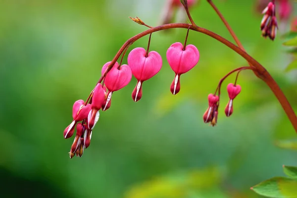 Red bleeding heart flowers bloom in the spring perennial garden. — Stock Photo, Image