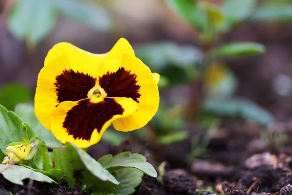 O bichano amarelo em jardim — Fotografia de Stock