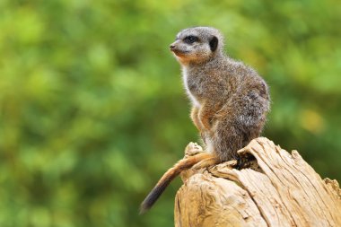 Çöl faresi veya suricate (Suricata suricatta) (Herpestidae) Firavun faresi ailesine ait küçük bir carnivoran var. Bu cins Suricata tek üyesidir.