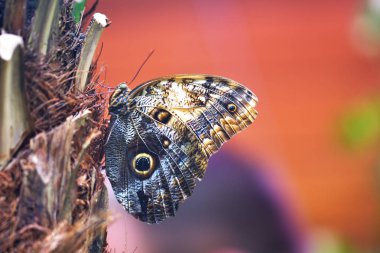 Dev baykuş kelebek (Caligo memnon). Aile Nymphalidae, alt işaretleme göz ile gösterilen büyük orta ve Güney Amerikan kelebek