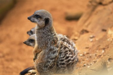 Çöl faresi veya suricate (Suricata suricatta) (Herpestidae) Firavun faresi ailesine ait küçük bir carnivoran var. Bu cins Suricata tek üyesidir.