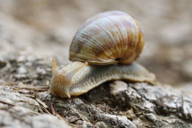Helix pomatia, Bordo salyangoz, Roma salyangoz, yenilebilir salyangoz veya salyangoz ortak adları