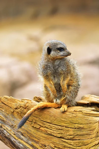 Suricata suricatta es un pequeño carnívoro perteneciente a la familia de las mangostas (Herpestidae). Es el único miembro del género Suricata . — Foto de Stock