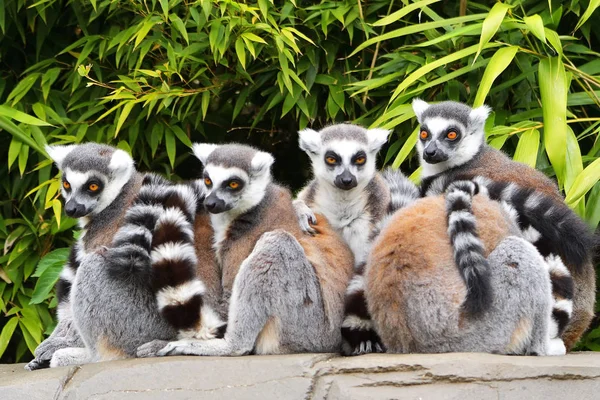 Famille des singes lémuriens sur l'herbe — Photo