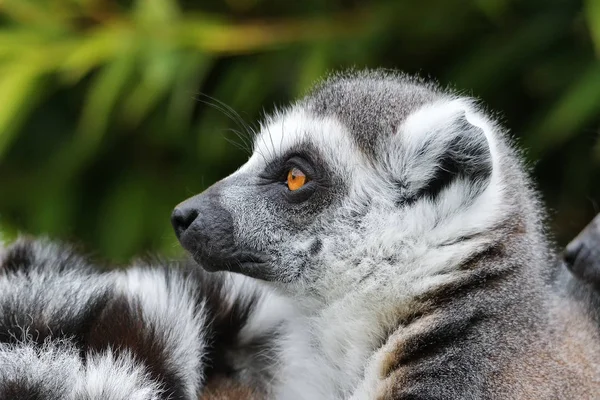 Primer plano de un lémur de cola anillada, Madagascar — Foto de Stock
