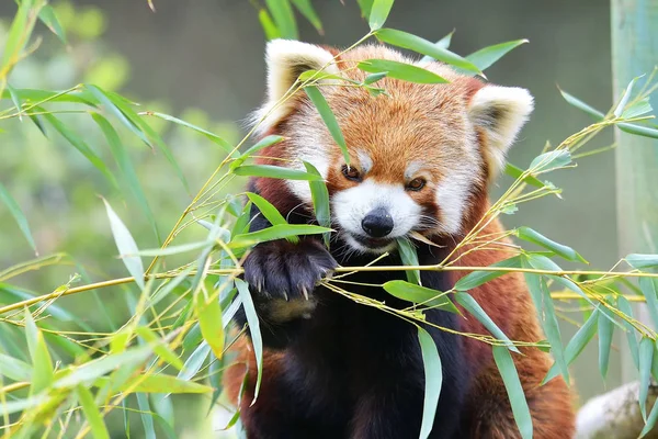 O Panda Vermelho, Firefox ou Panda Menor (nome taxonômico: Ailurus fulgens ", gato brilhante ") — Fotografia de Stock