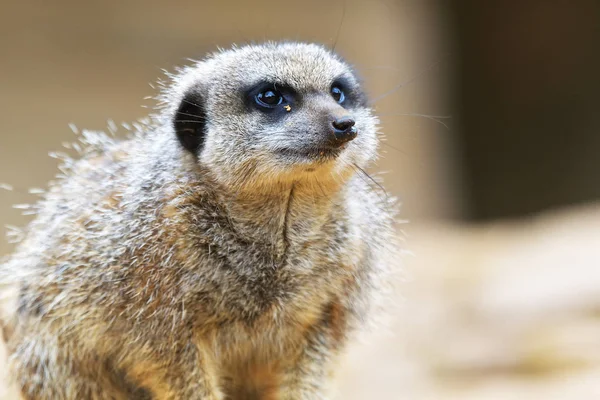 Suricata suricatta es un pequeño carnívoro perteneciente a la familia de las mangostas (Herpestidae). Es el único miembro del género Suricata . — Foto de Stock