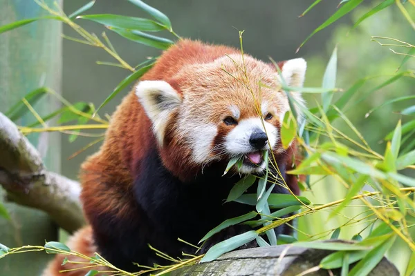 Il panda rosso, Firefox o Panda minore (nome tassonomico: Ailurus fulgens, gatto splendente ") — Foto Stock