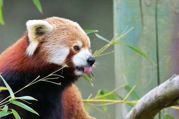 Le Panda Rouge, Firefox ou Petit Panda (nom taxonomique : Ailurus fulgens ", chat brillant ") — Photo