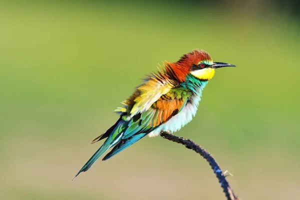 Mangiatore di api dalla coda blu. specie Merops philippinus famiglia di meropidi — Foto Stock