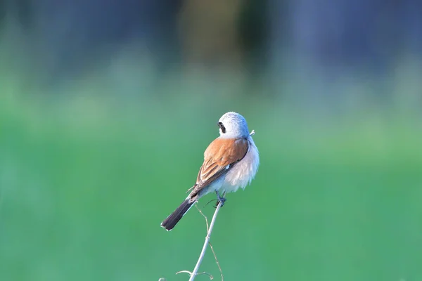 Camarão-de-cauda-vermelha (Lanius collurio) macho adulto — Fotografia de Stock