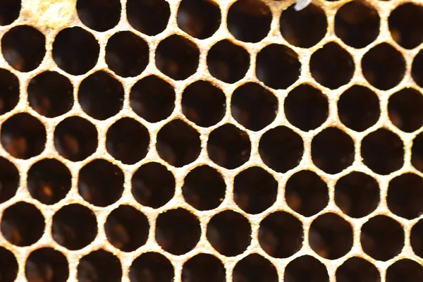 Пчелиные расчески с пчелиными яйцами и пчелами - дронами — стоковое фото
