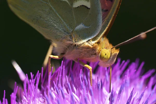 Piękny pomarańczowy skrzydła motyl. Motyl (Argynnis paphia) zbierają nektar na leśnej polanie — Zdjęcie stockowe