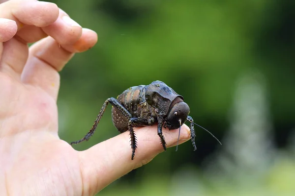 Bradyporus dasypus, biggest cricket on boy finger — Stock Photo, Image