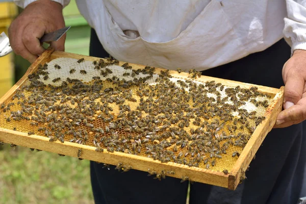 Arbete bin i kupan bin konvertera nektar i honung och stänga den i honeycomb — Stockfoto