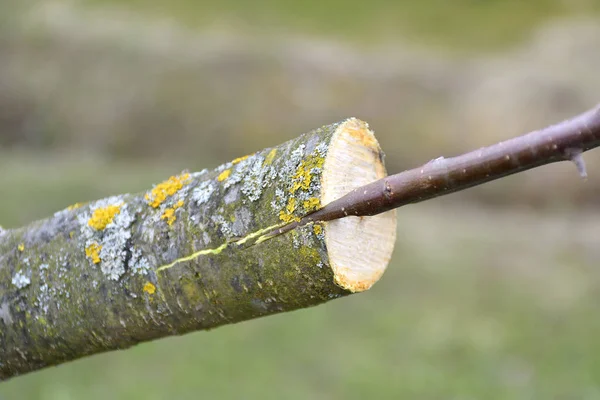 Renowacja jabłoni przez szczepienie — Zdjęcie stockowe