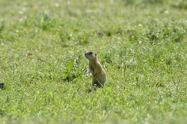 Ardilla terrestre europea linda en el campo (Spermophilus citellus ) — Foto de Stock