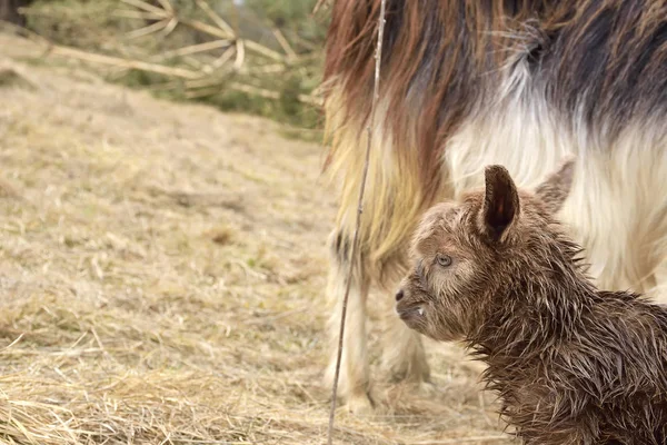 Una cabra ponedora recién nacida — Foto de Stock