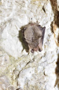 Büyük nalburunlu yarasa (Rhinolophus ferrumequinum)