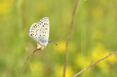Vahşi bir çiçek üzerinde ortak mavi (Polyommatus icarus) kelebek