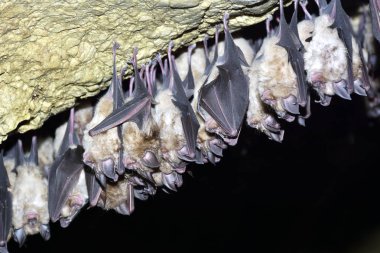 Grup büyük nalburunlu yarasa (Rhinolophus ferrumequinum)