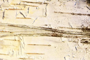 Huş ağacı kabuğu doku closeup görünümü. Bir arka plan için uygundur..