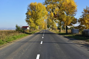 yol ve güzel renkli ağaçlar sonbahar manzarası
