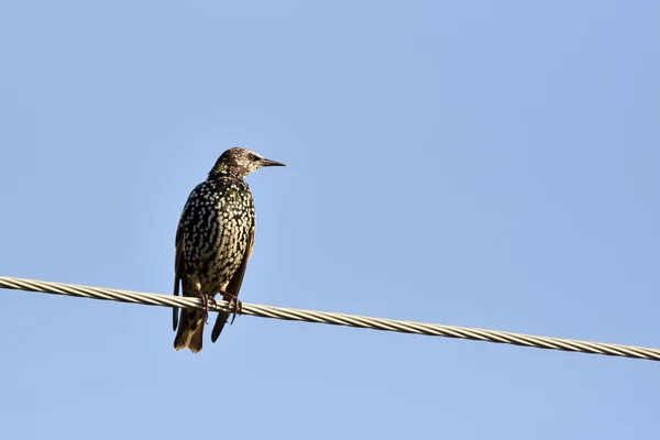 Estornino común (Sturnus vulgaris) — Foto de Stock