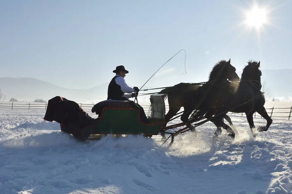 Чоловік з санчатами тягне коней на відкритому повітрі взимку — стокове фото