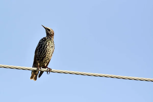 Estornino común (Sturnus vulgaris) — Foto de Stock