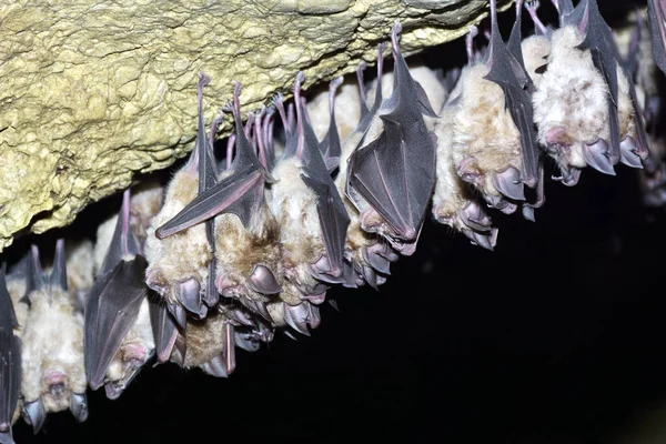 Grupo de morcegos-ferradura (Rhinolophus ferrumequinum ) — Fotografia de Stock