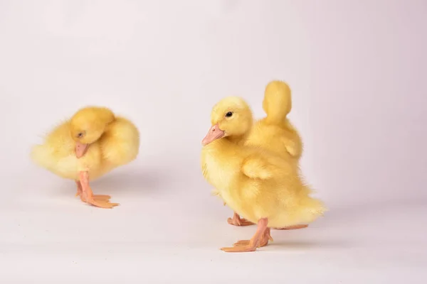 Bonito patinho recém-nascido amarelo. Pato recém-eclodido em uma fazenda de frango — Fotografia de Stock