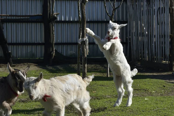 Jugando a las cabras en el jardín — Foto de Stock