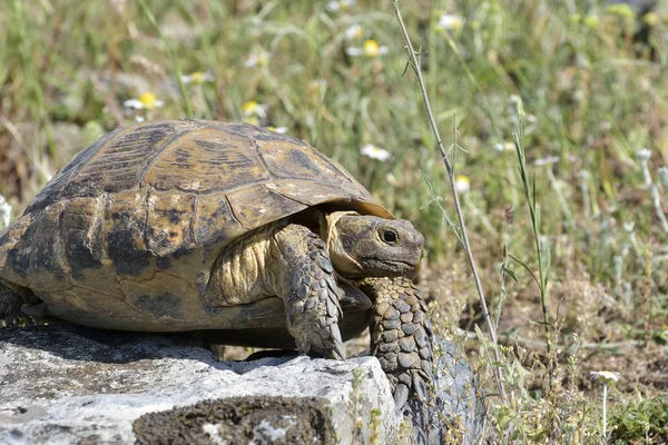 Spur thighed turtle (Testudo graeca) — Stock Photo, Image