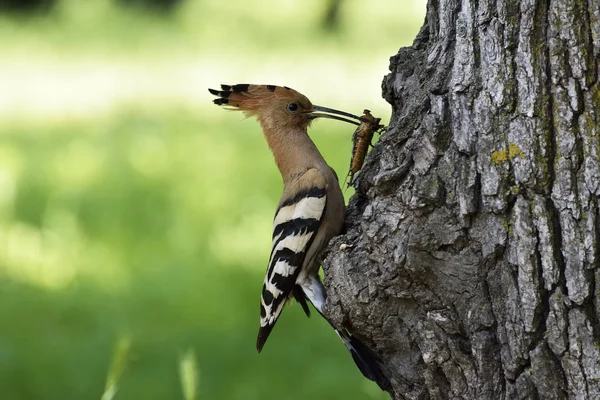 Szép madár címerrel Hoopoe (Upupa epops) — Stock Fotó