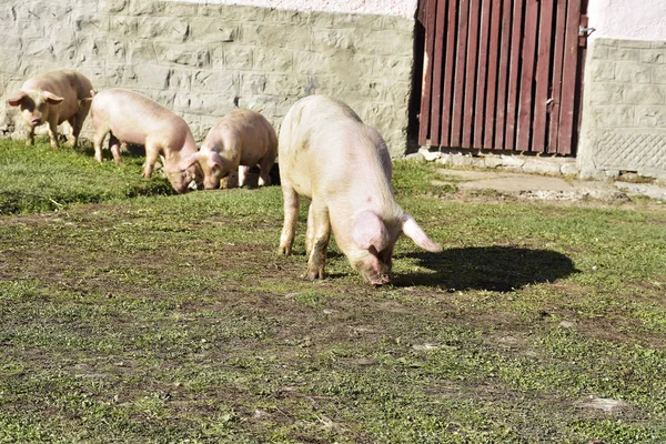 Pequenos porcos bonitos andando na grama e no campo lamacento — Fotografia de Stock