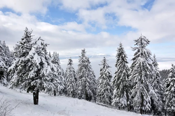 Postavaru hegyek télen. a csúcs magassága egy 1799. Poiana brasov, Románia — Stock Fotó