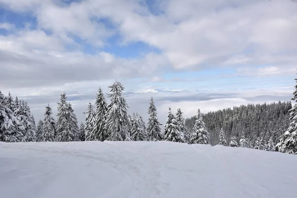 Postavaru hegyek télen. a csúcs magassága egy 1799. Poiana brasov, Románia — Stock Fotó