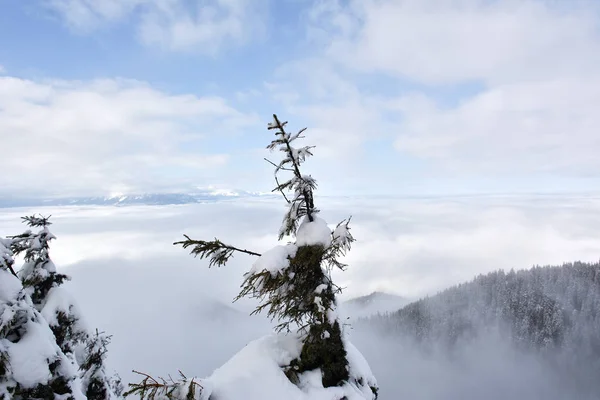 Montañas Postavaru en invierno. La altitud del pico es de 1799 metros. Poiana Brasov, Rumania — Foto de Stock