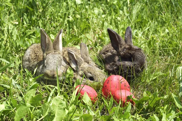 Pequenos coelhos em um pasto e ovos vermelhos — Fotografia de Stock