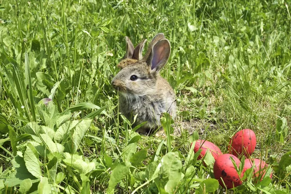 Pequenos coelhos em um pasto e ovos vermelhos — Fotografia de Stock