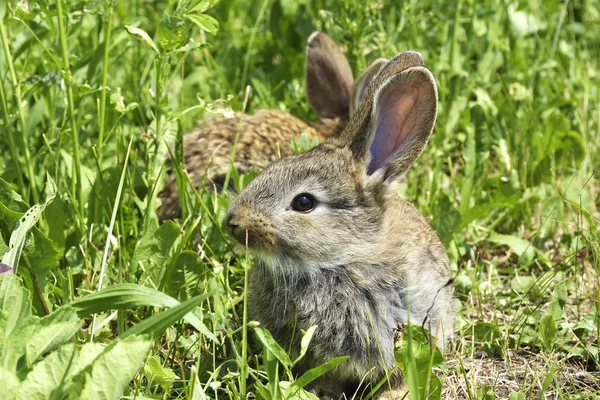 Pequenos coelhos em um pasto — Fotografia de Stock