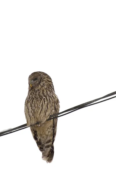 Oeral uil in de sneeuw (strix uralensis) op de witte achtergrond — Stockfoto