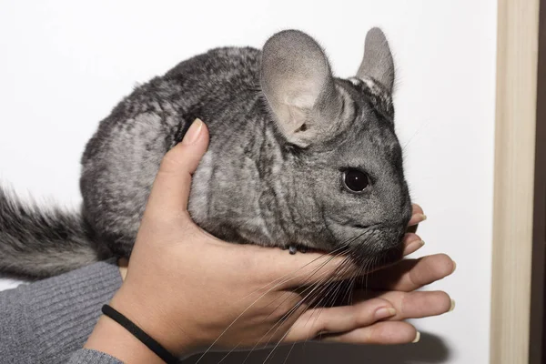 Graue Chinchilla auf Händen — Stockfoto