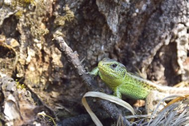 yere ortak kertenkele