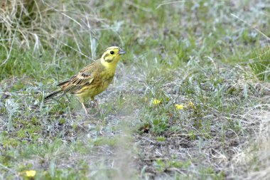 Yellowhammer, Emberiza citrinella, çim üzerinde tünemiş