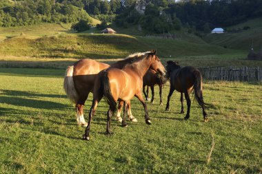 Yaz otlağında atlar