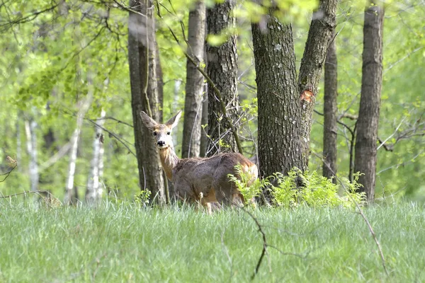 Roe Deer in a field — Stock Photo, Image